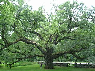 Bedford Oak in Bedford, NY